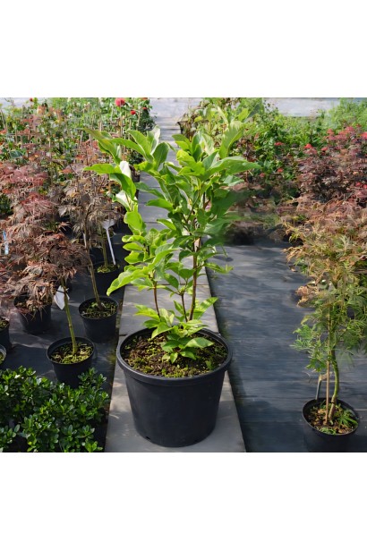 Магнолія Ломбарді Роуз купити п9, 0,5л, р9